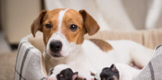 Corso-di-inseminazione-artificiale-canina