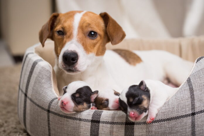 Corso-di-inseminazione-artificiale-canina